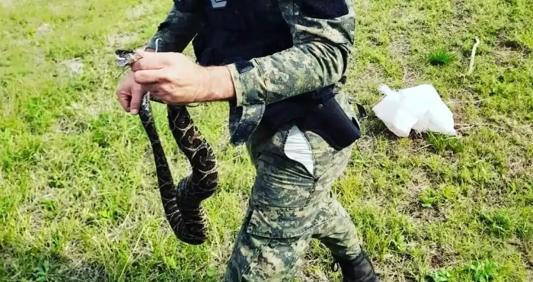 Itaembé Guazú: Policías rescataron y resguardaron una serpiente