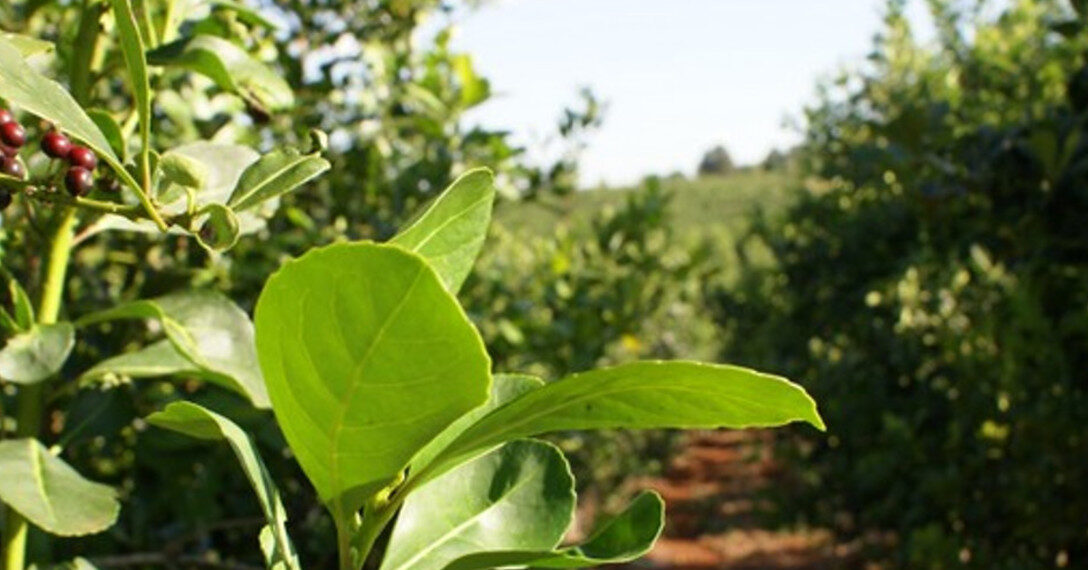 El INYM inició sumarios a quienes plantaron yerba mate sin autorización