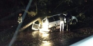Temporal en Oberá: un árbol se desplomó sobre un auto y el conductor salió ileso