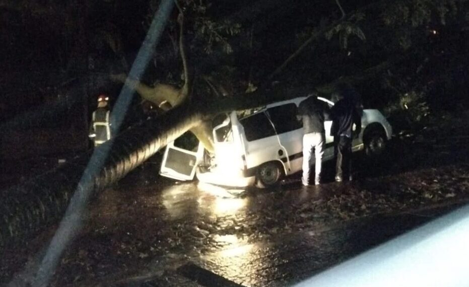 Temporal en Oberá: un árbol se desplomó sobre un auto y el conductor salió ileso