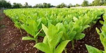 Tabaco: buscan incluir subproductos enel pago de impuestos internos y el FET 