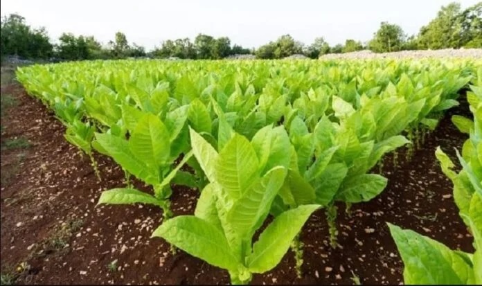Tabaco: buscan incluir subproductos enel pago de impuestos internos y el FET