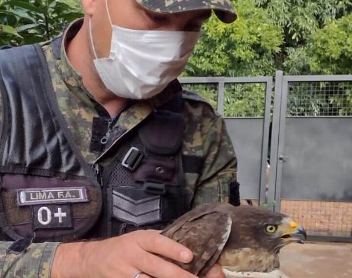 Resguardaron a un Halcón herido en Posadas