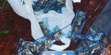 Oberá: arrestaron a un hombre que intentó descartar marihuana en la vía pública