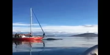 Ushuaia: un velero embistió intencionalmente a una ballena y buscan a sus ocupantes