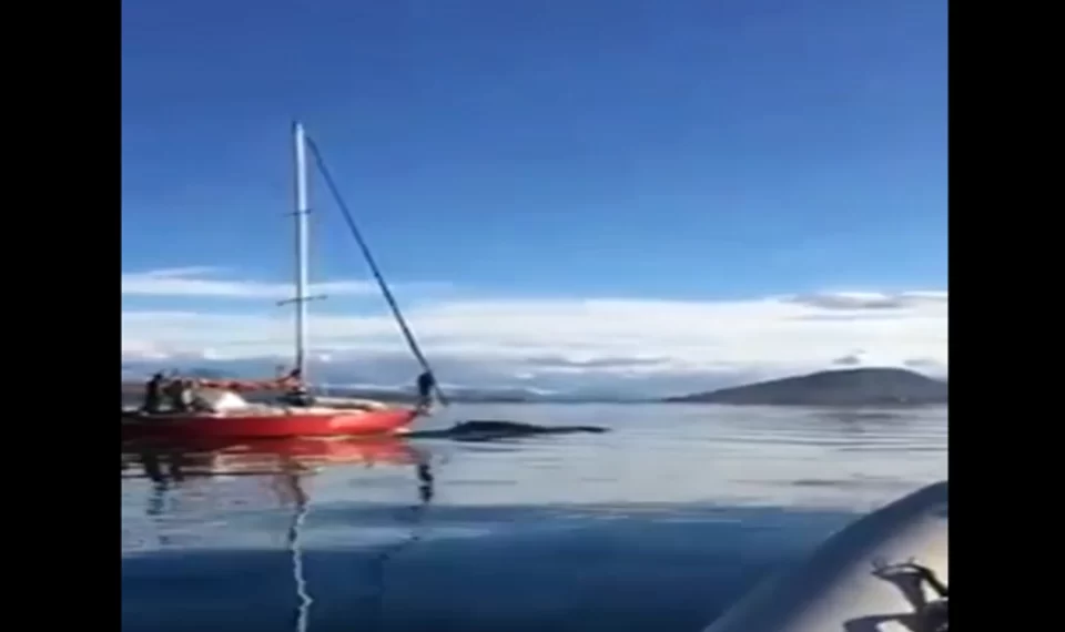 Ushuaia: un velero embistió intencionalmente a una ballena y buscan a sus ocupantes