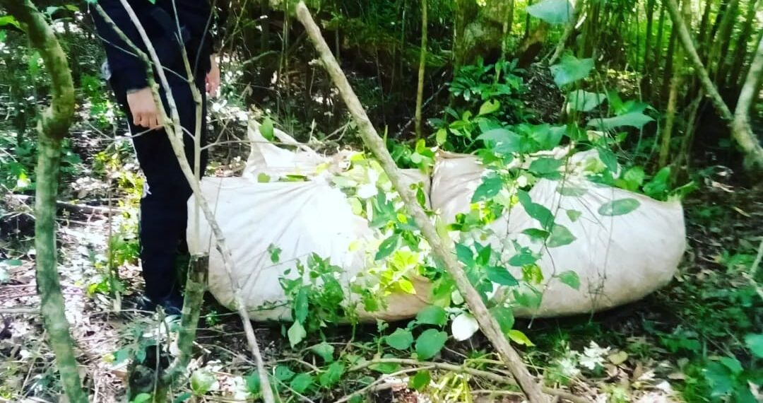 San Ignacio: la Policía recuperó casi 1000 kilos de hoja verde de yerba mate