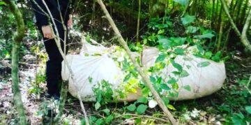 San Ignacio: la Policía recuperó casi 1000 kilos de hoja verde de yerba mate