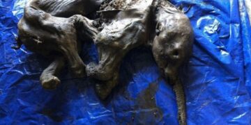 Encuentran una cría de mamut de hace 30 mil años en perfecto estado de conservación
