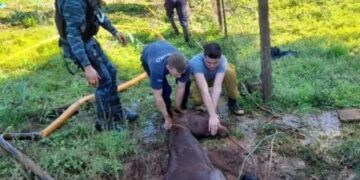 Rescataron a un caballo que cayó a un pozo de agua de más de 5 metros