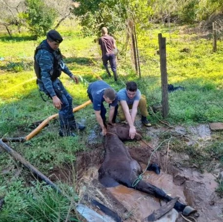 Rescataron a un caballo que cayó a un pozo de agua de más de 5 metros