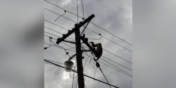 Un mono murió electrocutado en Posadas