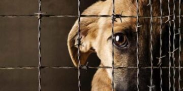 Buscan que la justicia intervenga rápido en casos de maltrato animal