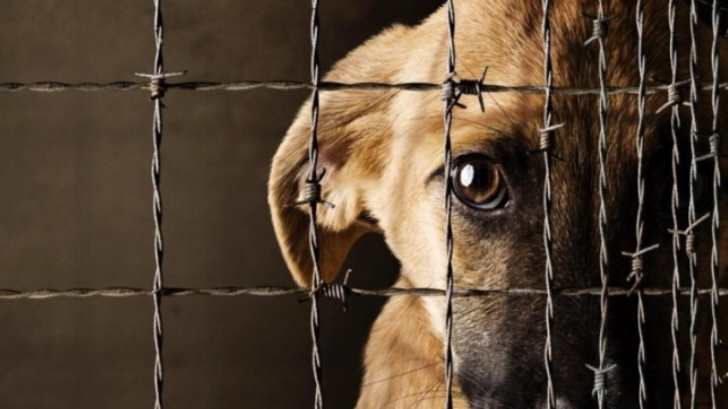 Buscan que la justicia intervenga rápido en casos de maltrato animal