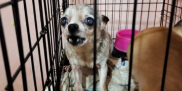 Clausuraron un criadero ilegal con 123 perros chihuahuas y detuvieron a una mujer