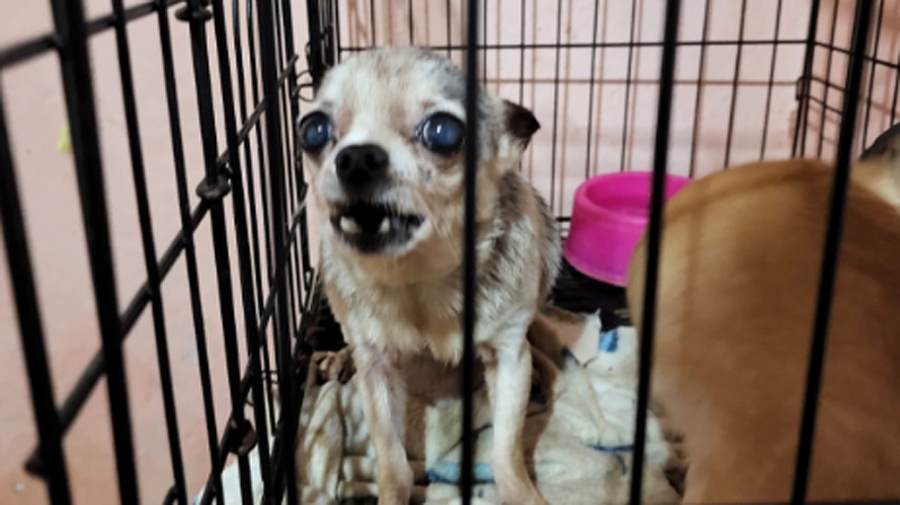 Clausuraron un criadero ilegal con 123 perros chihuahuas y detuvieron a una mujer