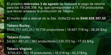 Tabaco: La próxima semana pagarán más de 540 millones