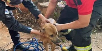 Bomberos y Policías rescataron a un perro de un pozo de agua y a un gato atrapado en una alcantarilla