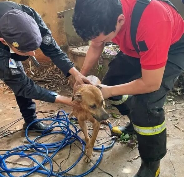 Bomberos y Policías rescataron a un perro de un pozo de agua y a un gato atrapado en una alcantarilla