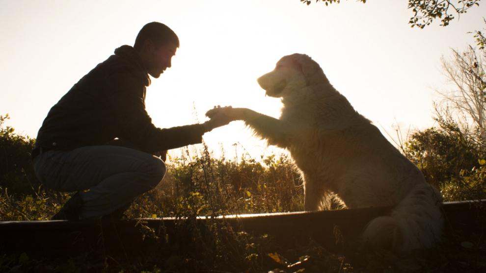 Día Mundial del Perro: ¿por qué se celebra cada 21 de julio?