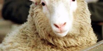 Un día como hoy, pero de 1999, nacía el primer mamífero clonado: la Oveja Dolly