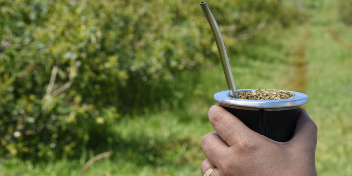 El consumo de yerba mate totalizó 154, 5 millones de kilos en junio