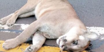 Un puma murió atropellado en zona del Parque Nacional Iguazú