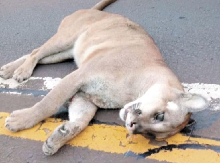 Un puma murió atropellado en zona del Parque Nacional Iguazú