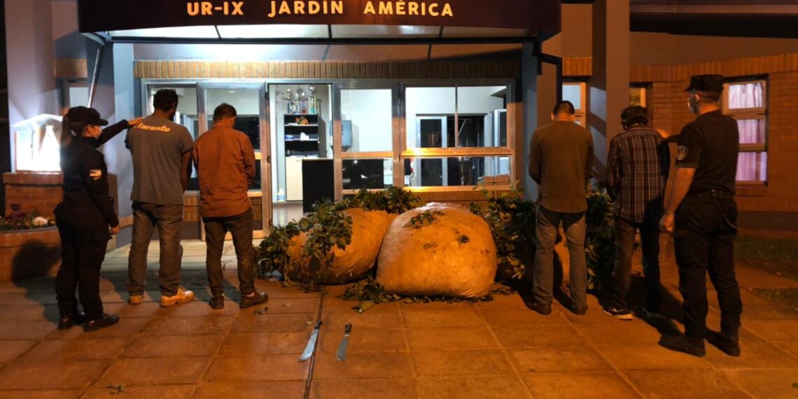 Los atraparon en plena cosecha ilegal de casi 300 kilos de yerba mate