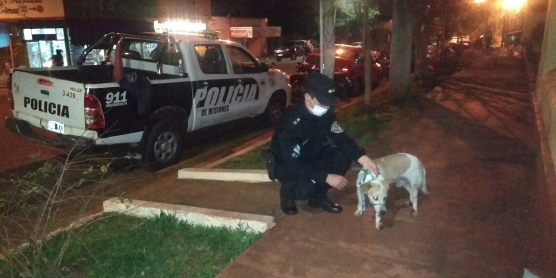Detuvieron a un hombre acusado de maltratar a su perro en Alem