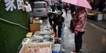 Las tortugas de un mercado húmedo de animales en Wuhan tenían cólera y despertaron las alarmas en la ciudad