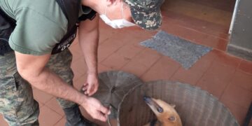 Rescataron a una “osa melera” atrapada en una reja