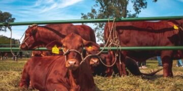 Exitoso remate de bovinos y equinos en la Expo Rural de las Misiones