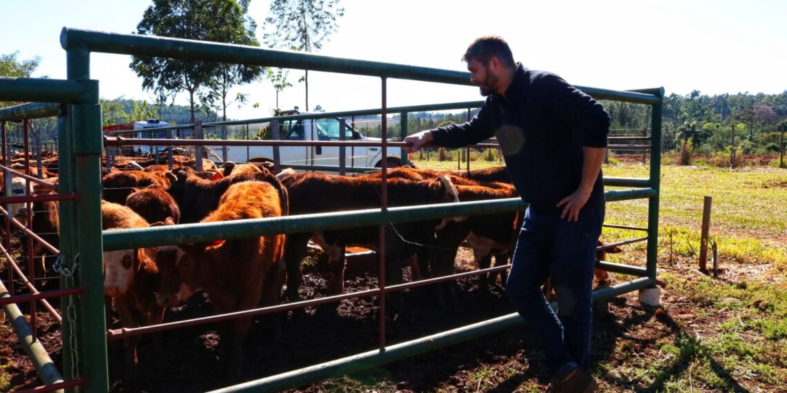 Con más de 480 cabezas de bovinos se realizó el remate ganadero en Capioví