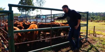Con más de 480 cabezas de bovinos se realizó el remate ganadero en Capioví