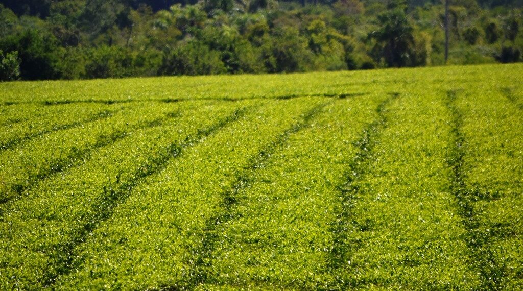 La Coproté logró la concertación del precio de hoja verde de té para iniciar la zafra