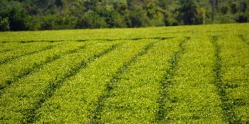 La Coproté logró la concertación del precio de hoja verde de té para iniciar la zafra