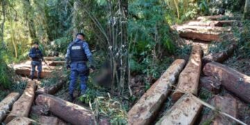 Frustraron el robo de madera nativa en la Biósfera Yabotí