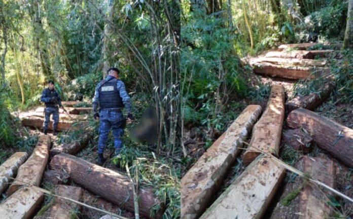 Frustraron el robo de madera nativa en la Biósfera Yabotí
