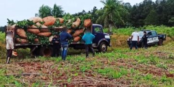 Se hizo pasar por el dueño de un campo para intentar robar yerba