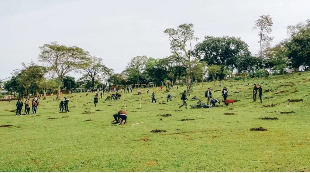Posadas Sustentable: cinco mil árboles se encuentran plantados en distintos espacios verdes