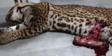 Atropellaron a un ejemplar de ocelote preñada dentro del Parque Nacional Iguazú