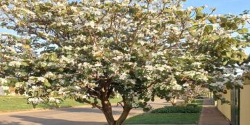 Itaembé Guazú en flor
