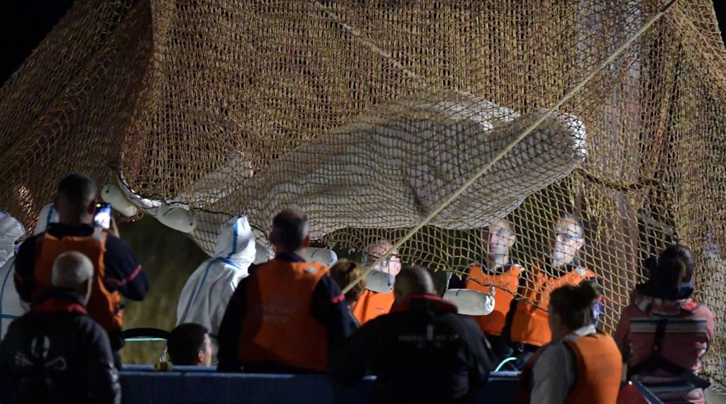 Murió la beluga que fue rescatada del río Sena tras permanecer varada más de una semana
