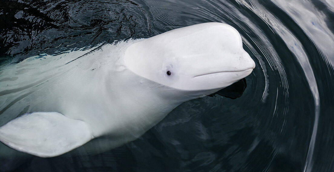 Una ballena blanca en París: bomberos rastrean a un cetáceo del Ártico perdido en el río Sena