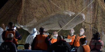 Murió la beluga que fue rescatada del río Sena tras permanecer varada más de una semana