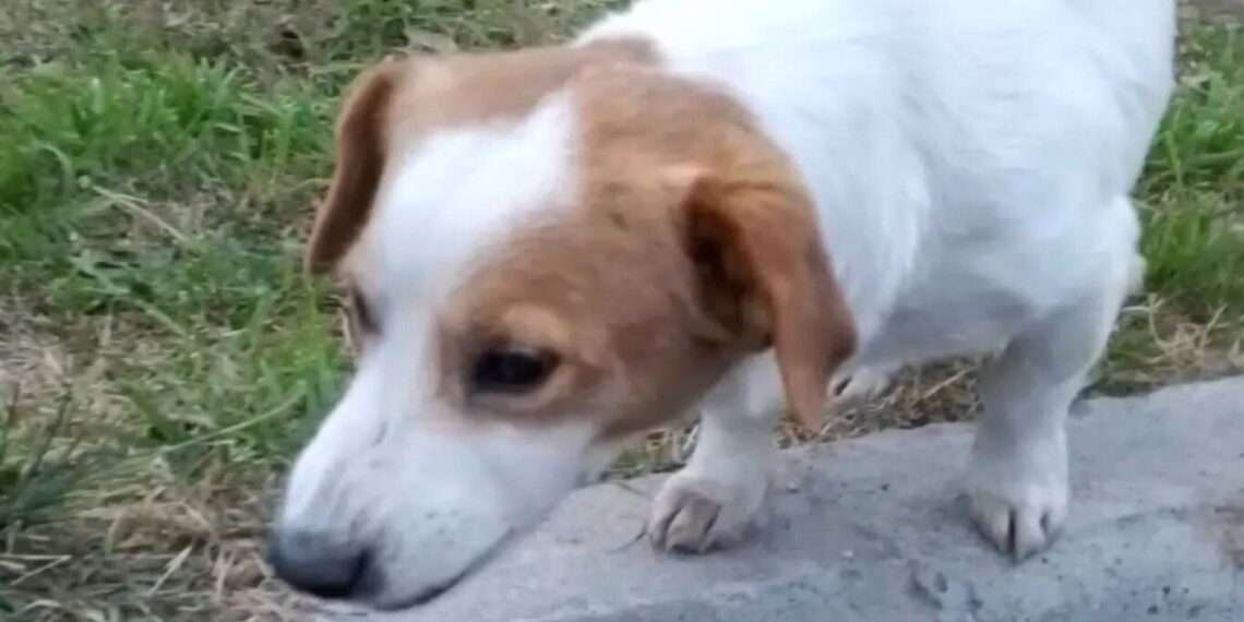 Pocas pulgas: Pancho, el “perrito malvado” que odia la canción “Mi bebito Fiu Fiu” y se convirtió en lo más visto en Tik Tok