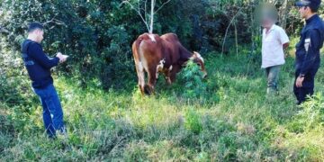 Restituyeron un toro robado a un colono de Dos de Mayo y en Campo Grande incautaron carne faenada