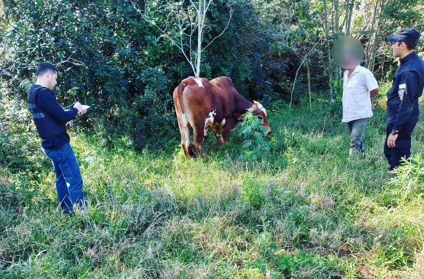 Restituyeron un toro robado a un colono de Dos de Mayo y en Campo Grande incautaron carne faenada