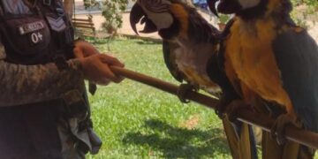 Una pareja de guacamayos y un mono carayá fueron llevados a la reserva El Puma